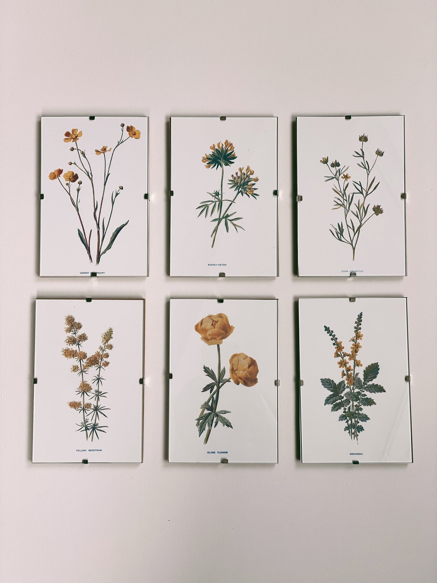 Victorian Wildflowers Set (Set of 6)