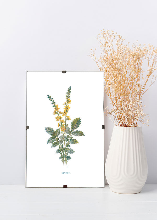 Agrimony