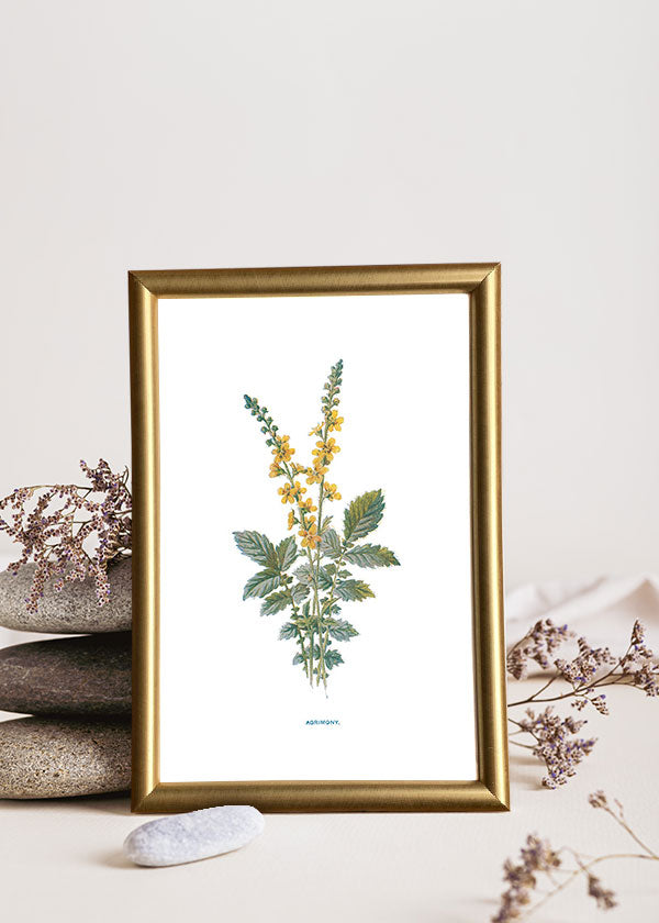 Agrimony