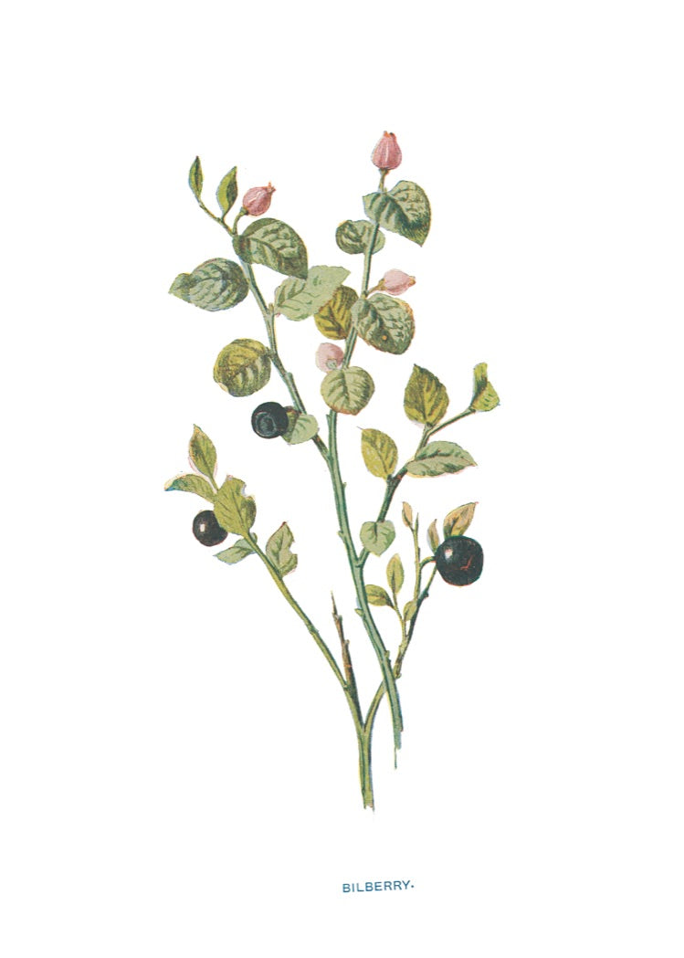Bilberry