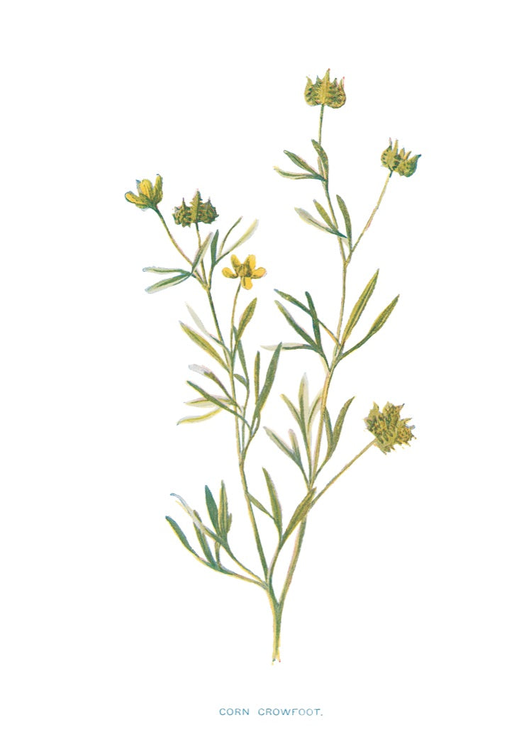 CORN CROWFOOT..jpeg