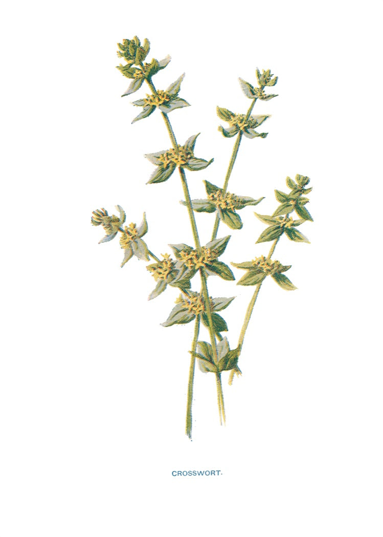 Crosswort