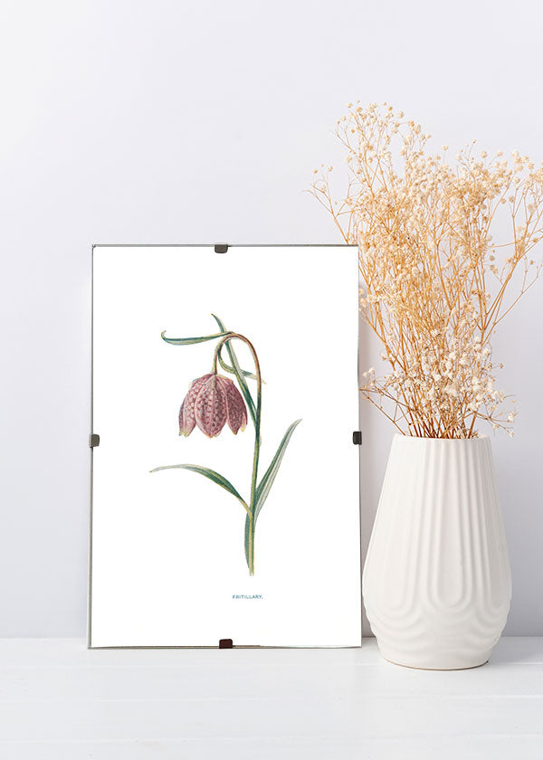 Fritillary