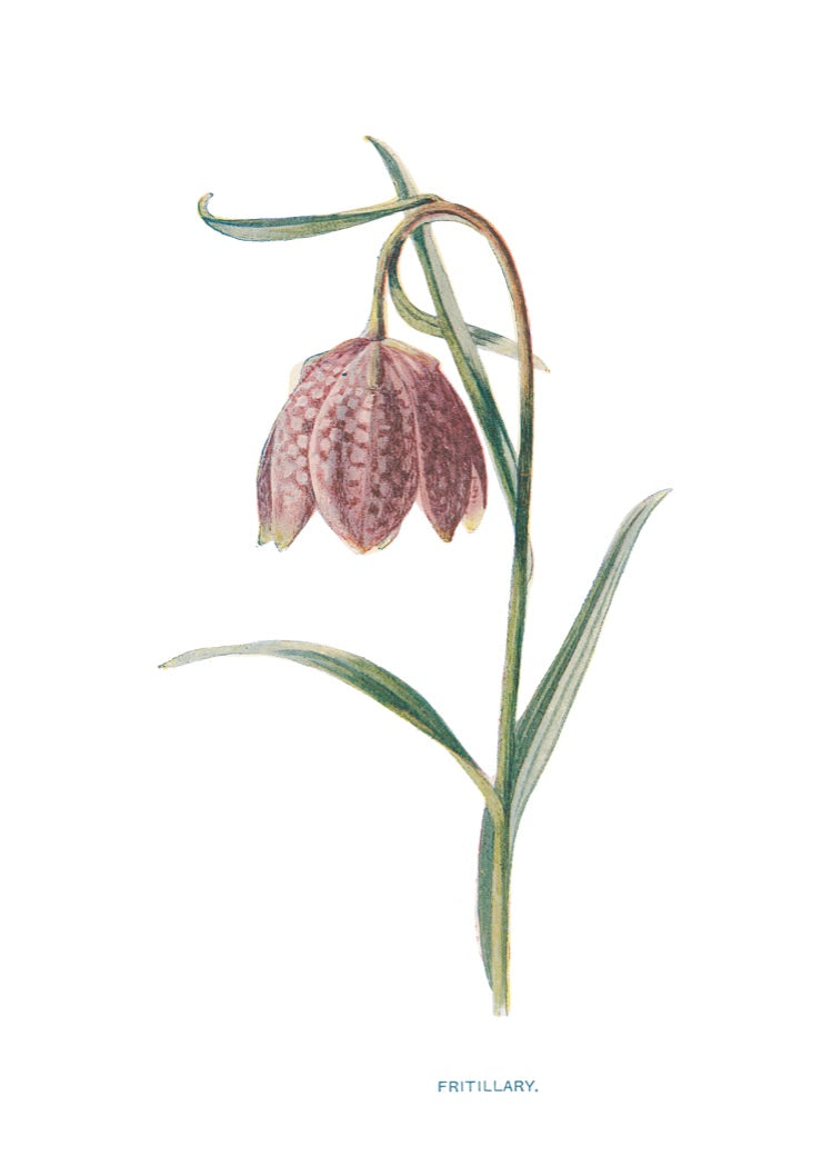 Fritillary