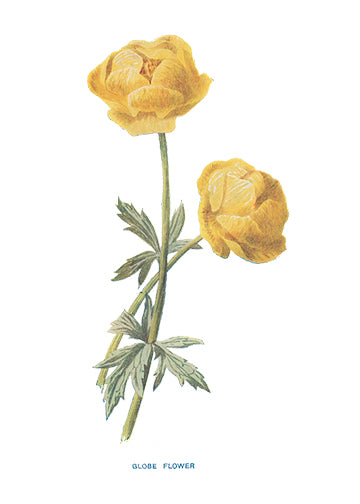 Globe Flower