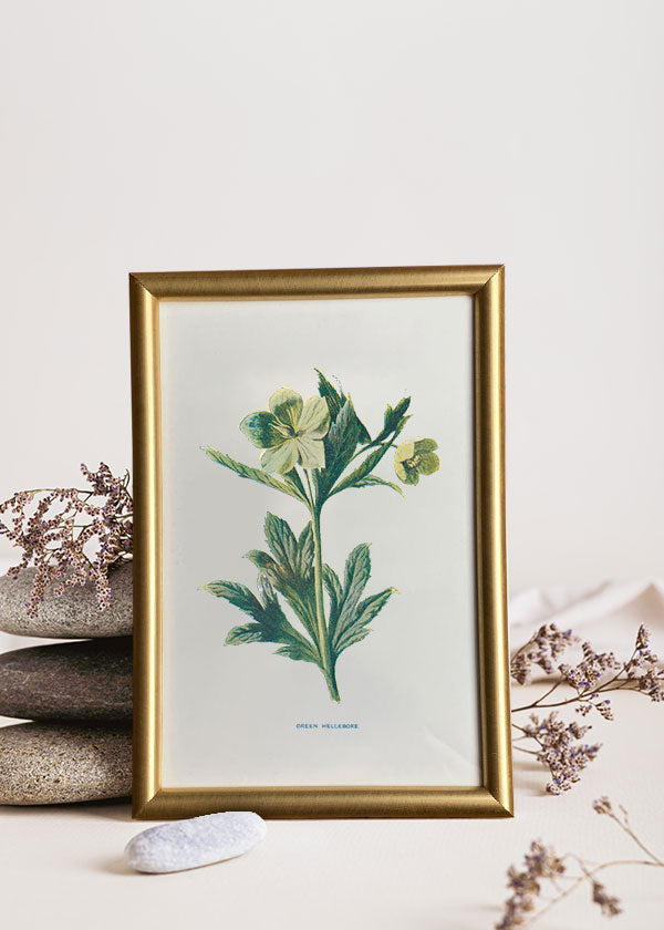 Green Hellebore