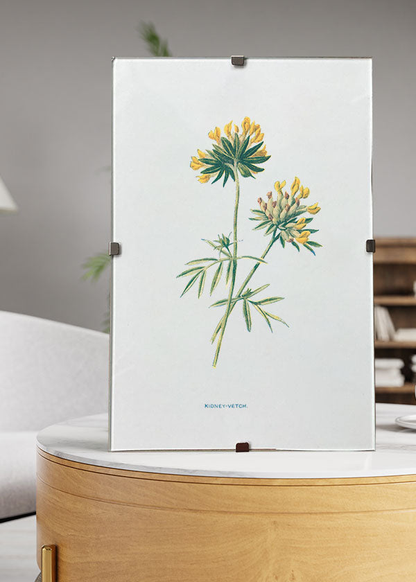 Kidney Vetch