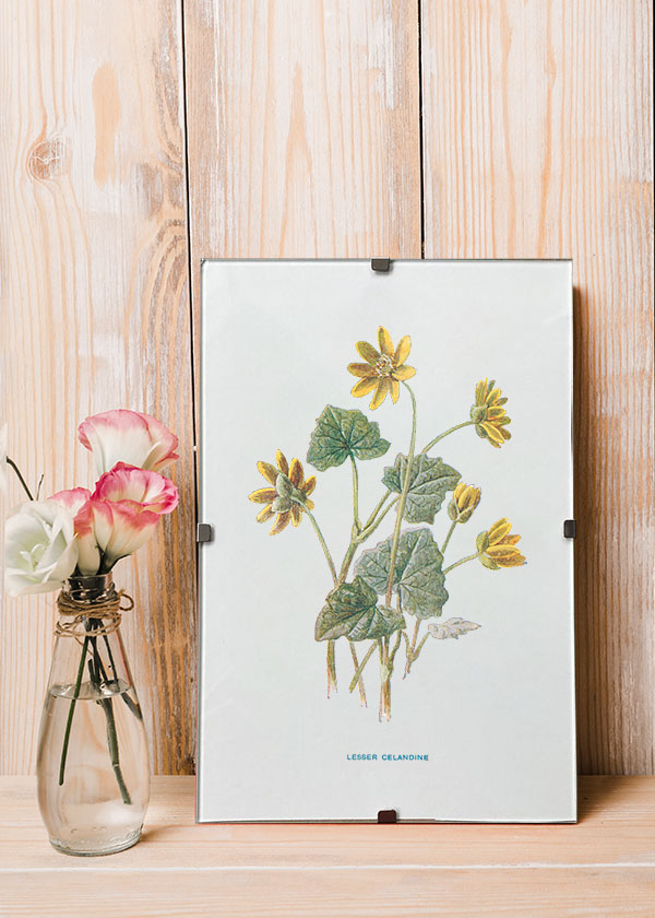 Lesser Celandine