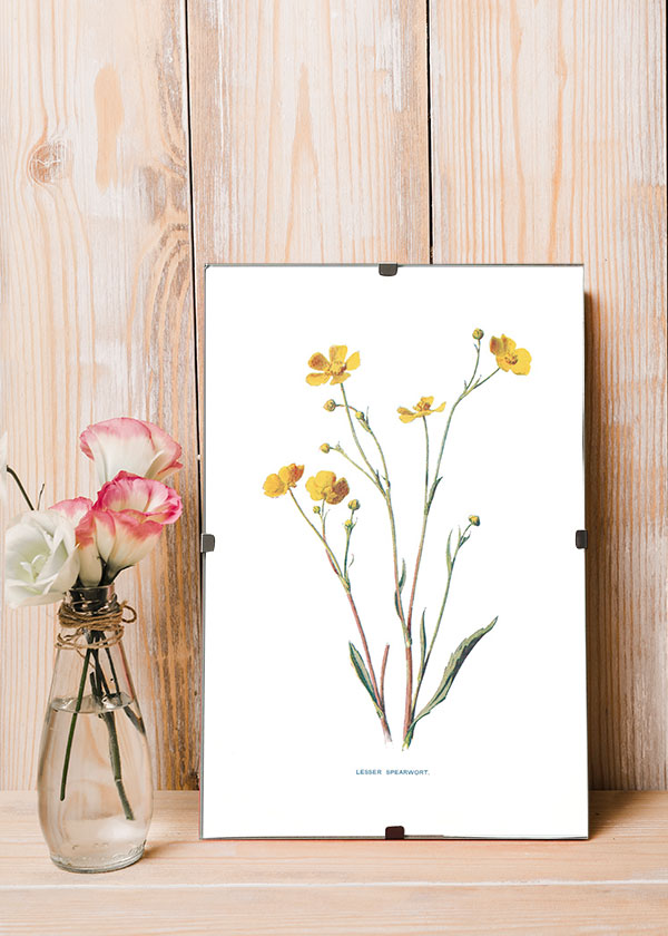 Lesser Spearwort