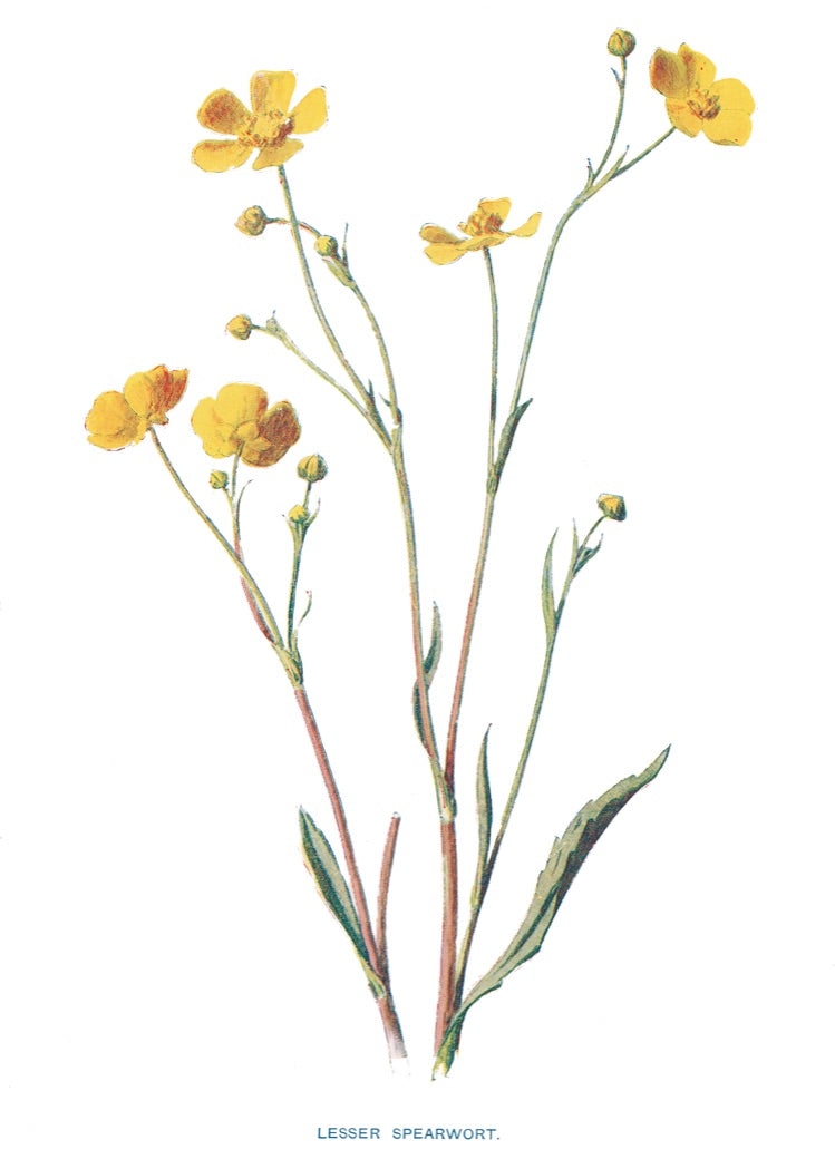Lesser Spearwort