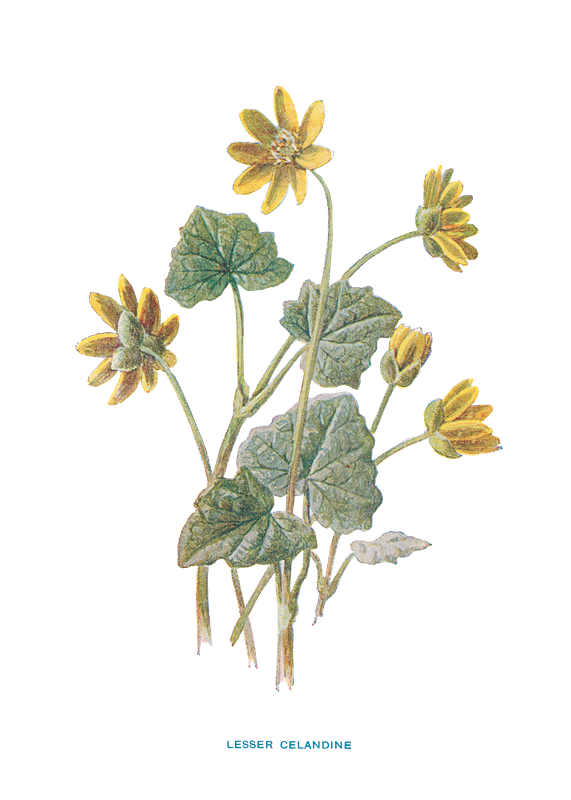 LESSER CELANDINE.png