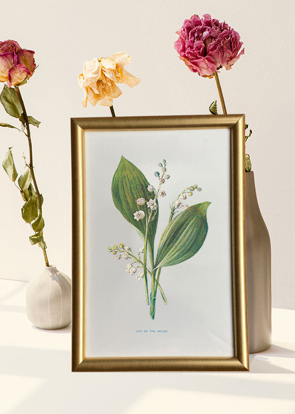 Lily of the Valley