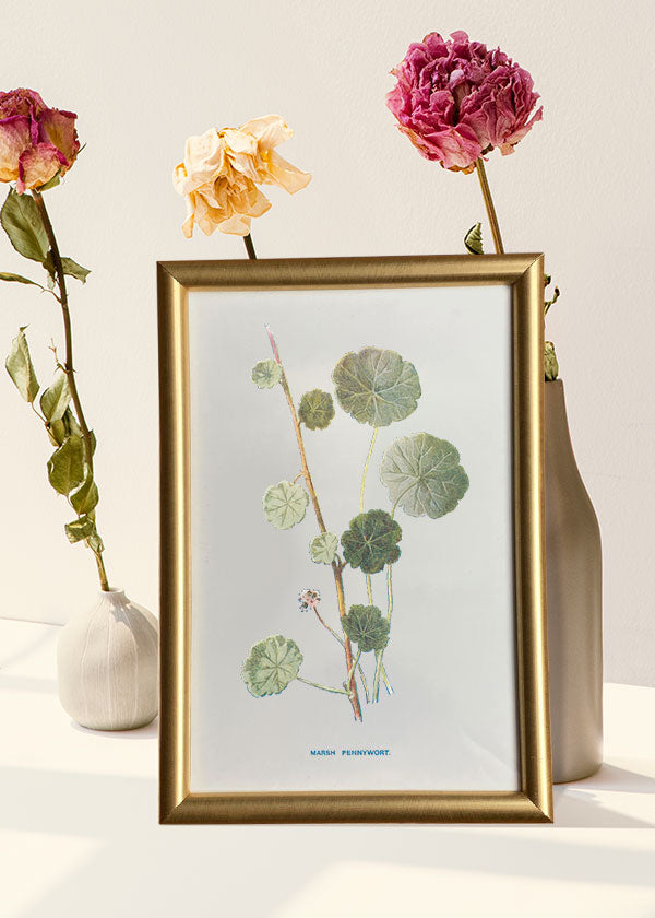 Marsh Pennywort