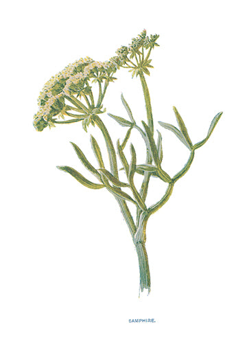 Victorian Wildflowers Set (Set of 28)