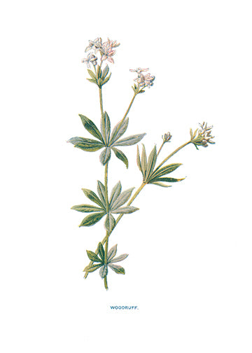 Woodruff