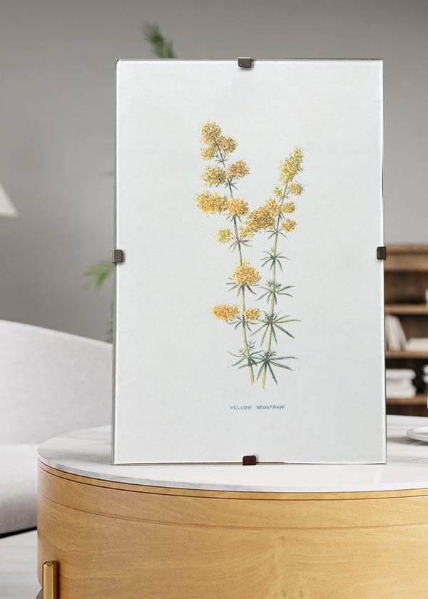 Yellow Bedstraw