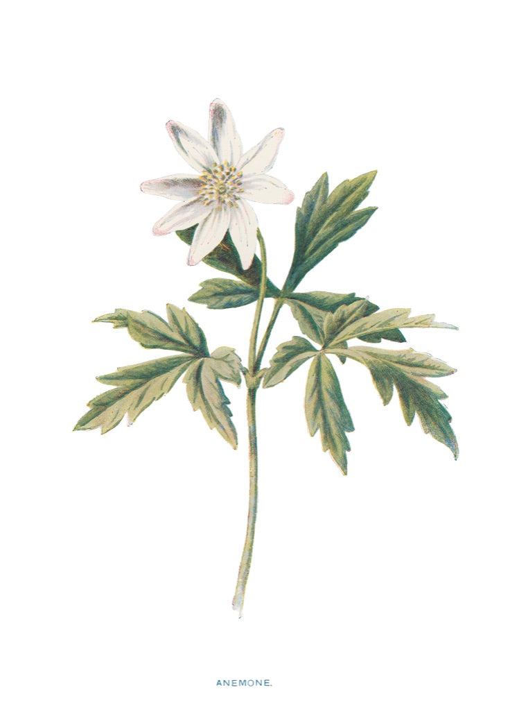 Anemone