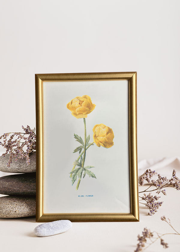 Globe Flower