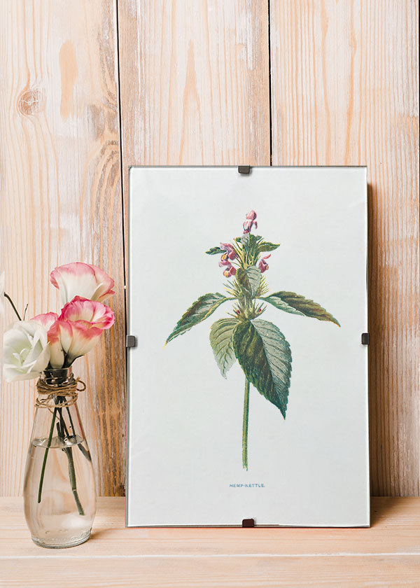 Hemp-nettle