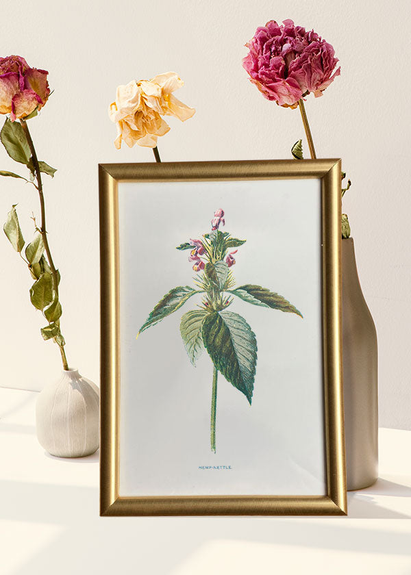 Hemp-nettle