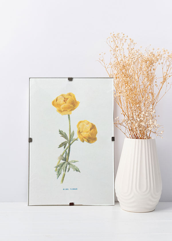Globe Flower