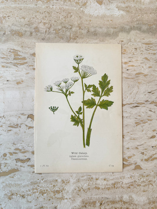 Wild Celery Victorian Wildflower Print