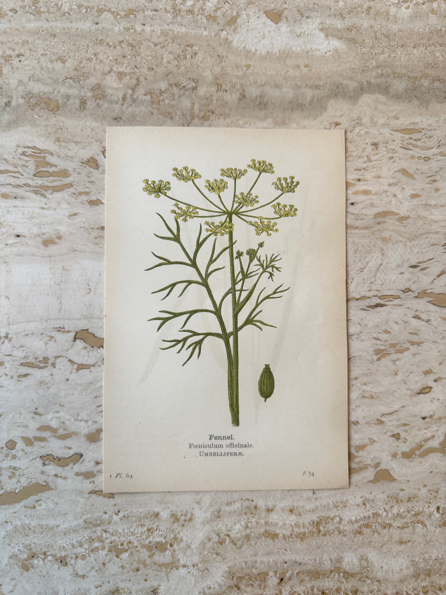 Fennel Victorian Wildflower Print