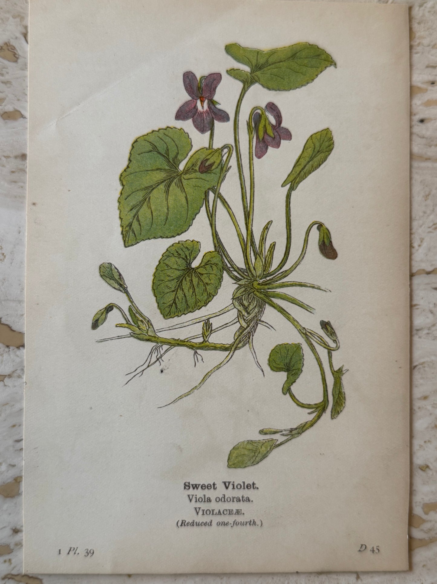 Violet Wildflower Print