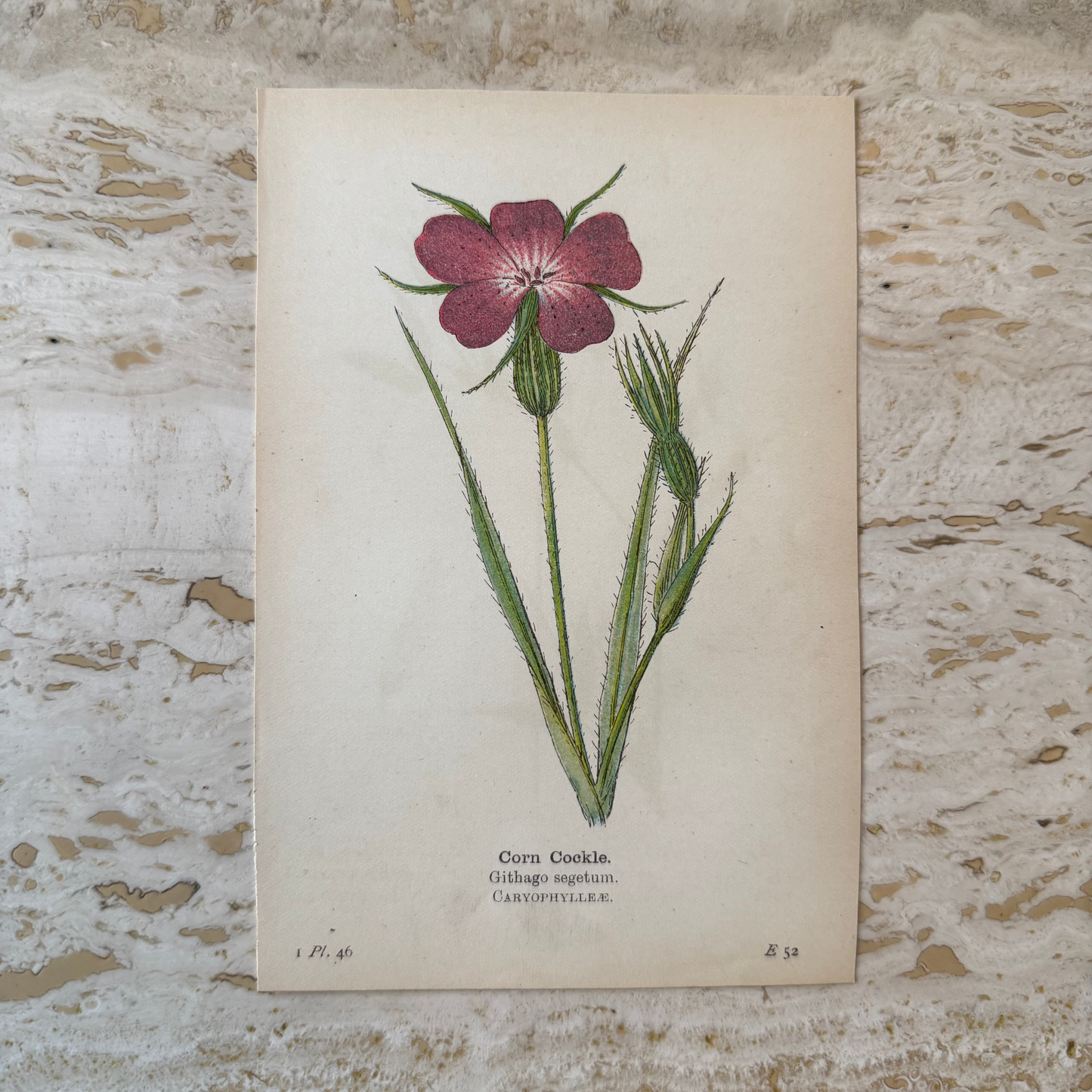 Corn Cockle Wildflower Print