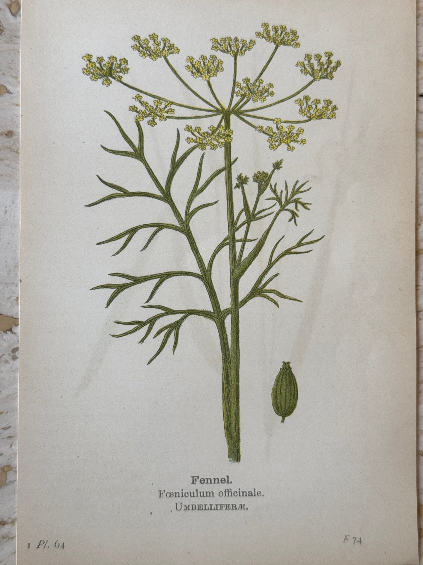 Fennel Victorian Wildflower Print