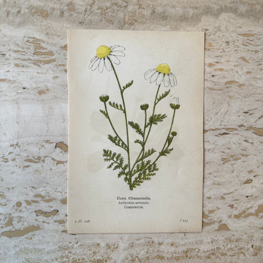 Corn Chamomile Victorian Wildflower Print