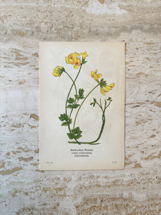 Bird's-foot Trefoil Victorian Wildflower Print