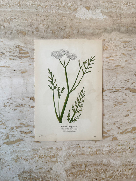 Water Dropwort Victorian Wildflower Print