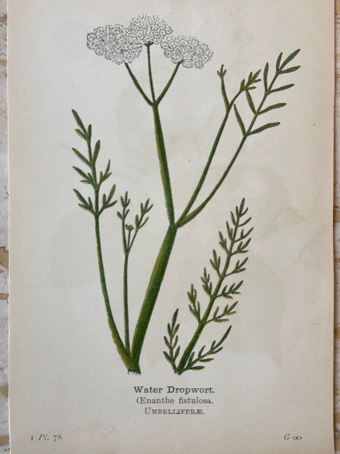 Water Dropwort Victorian Wildflower Print