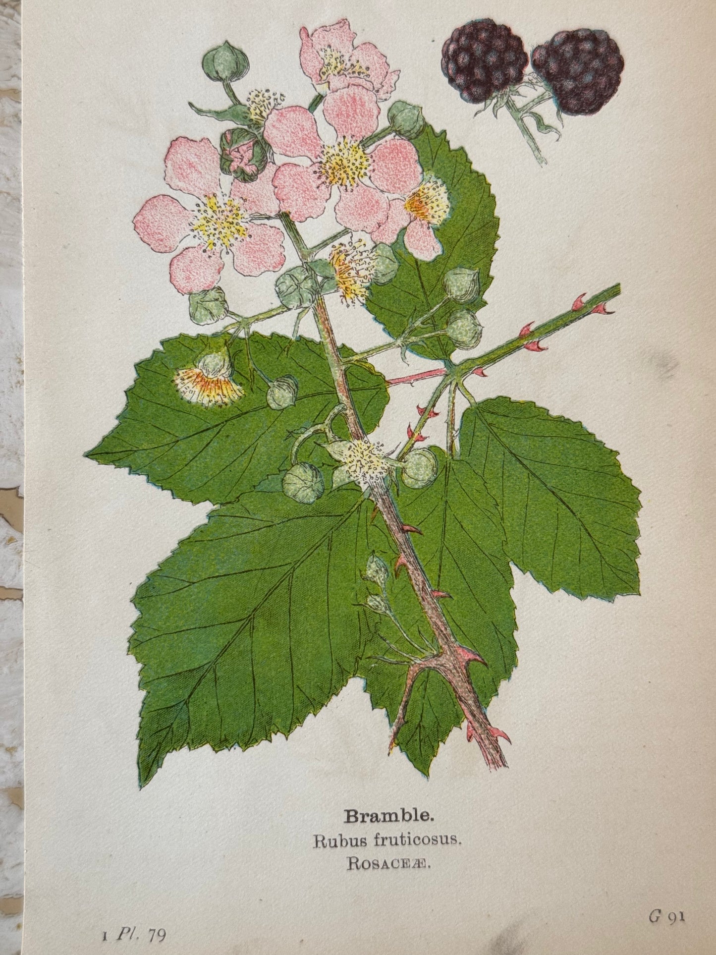 Bramble Victorian Wildflower Print