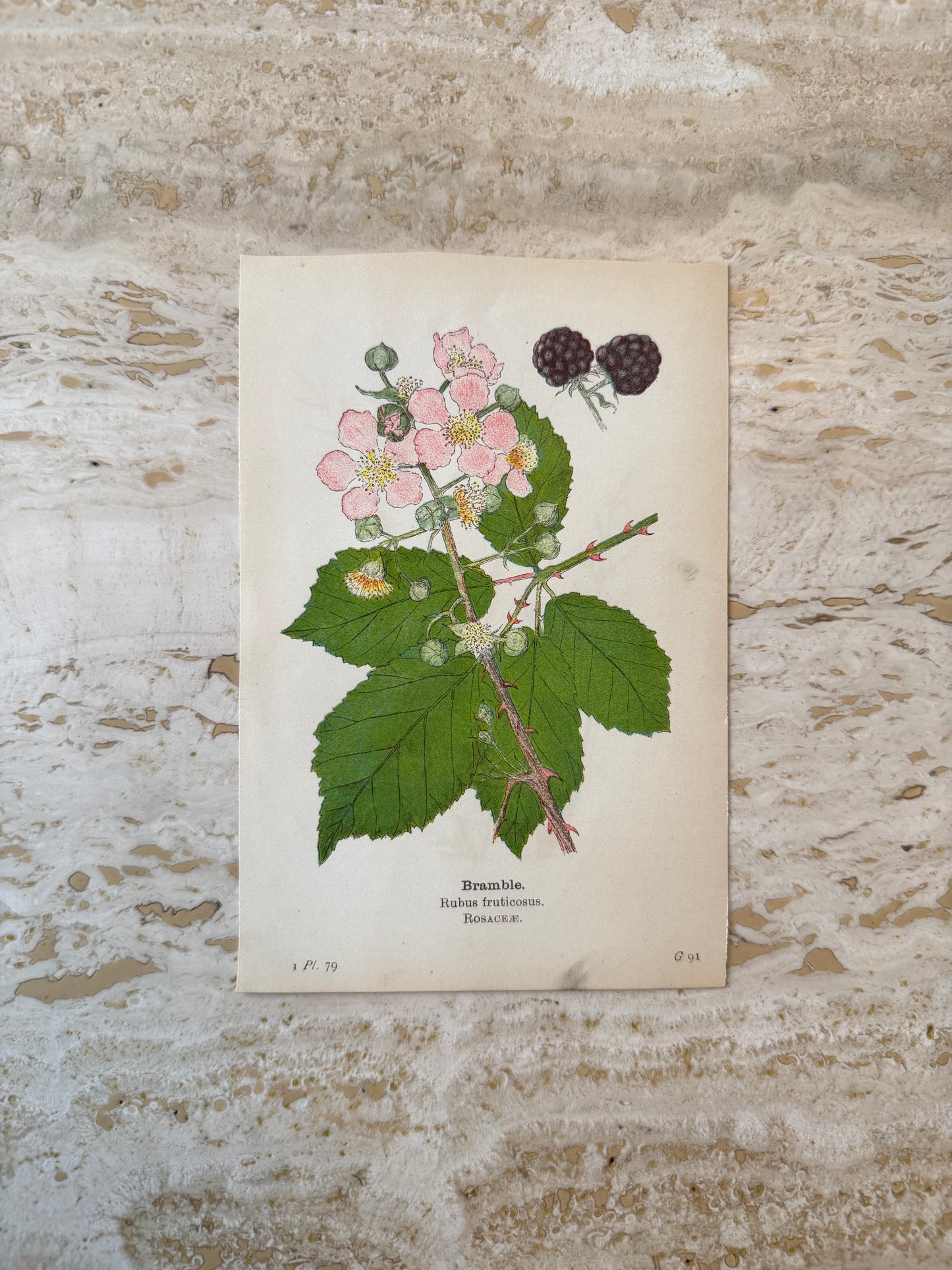 Bramble Victorian Wildflower Print