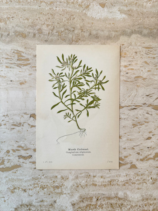 Marsh Cudweed Victorian Wildflower Print