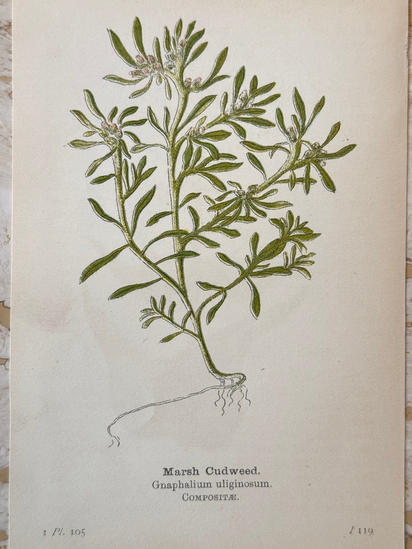 Marsh Cudweed Victorian Wildflower Print