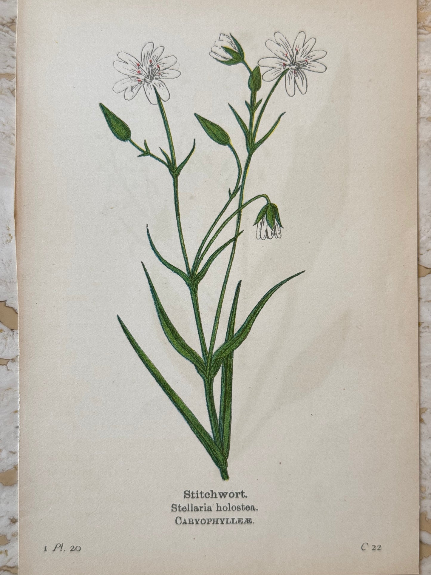 Stitchwort Victorian Wildflower Print