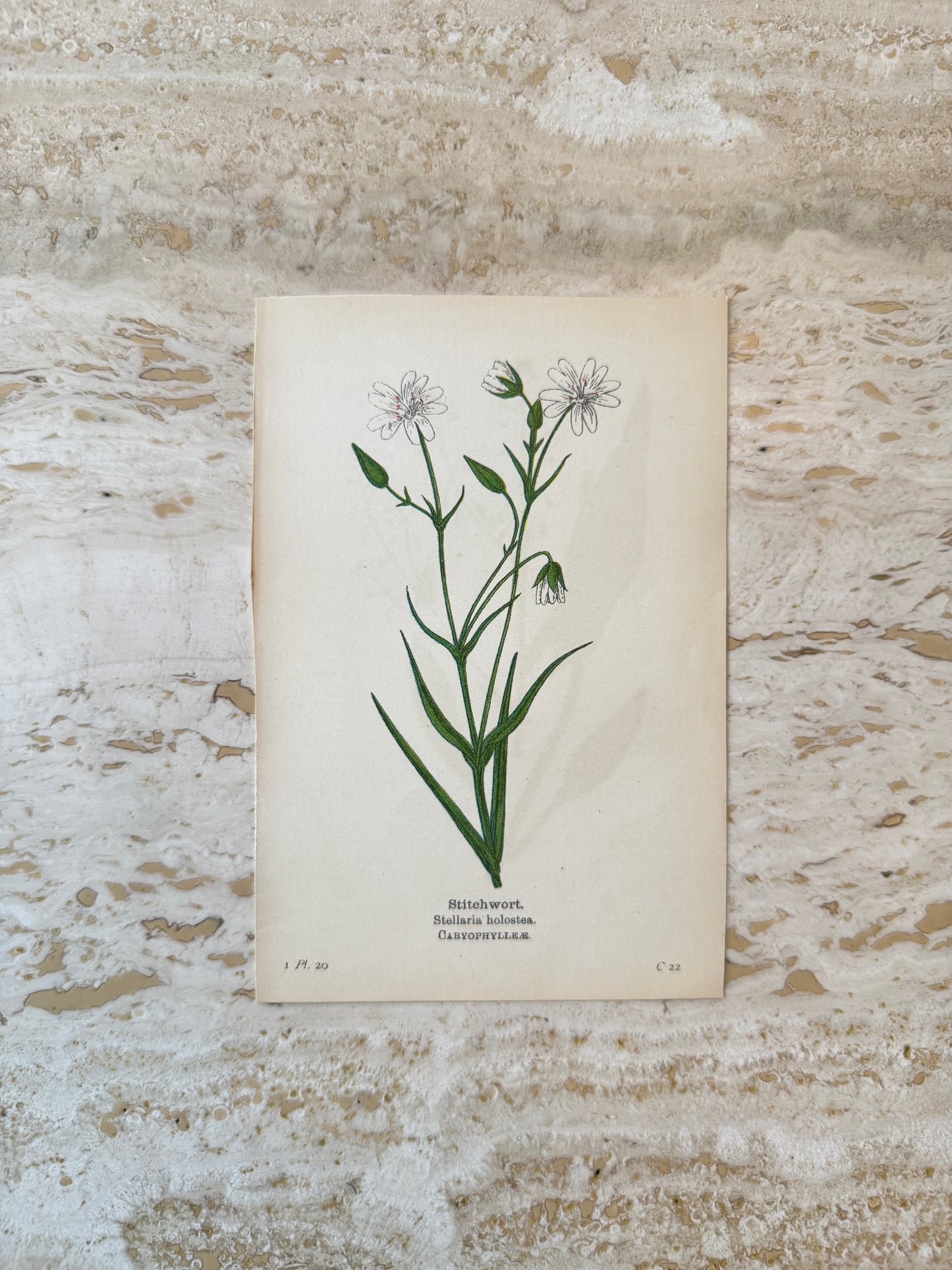 Stitchwort Victorian Wildflower Print