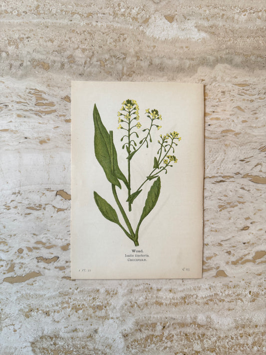 Woad Victorian Wildflower Print