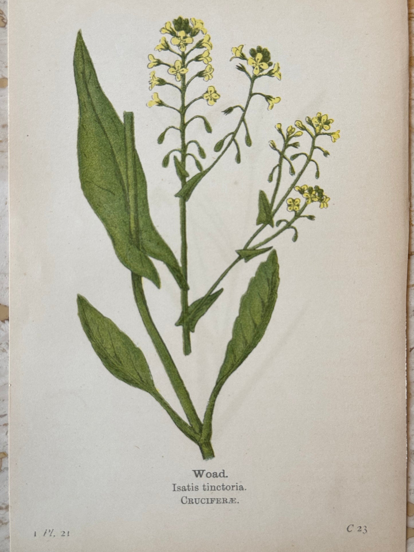 Woad Victorian Wildflower Print