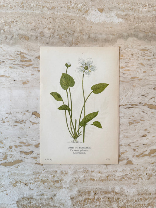 Grass of Parnassus Victorian Wildflower Print