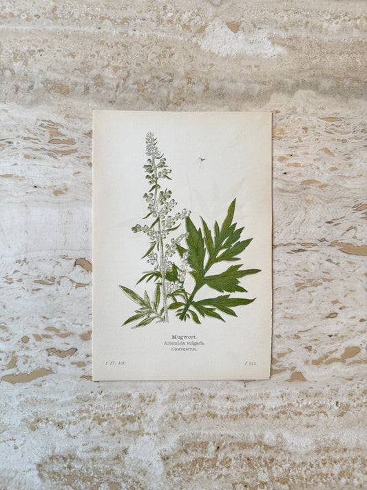 Mugwort Victorian Wildflower Print