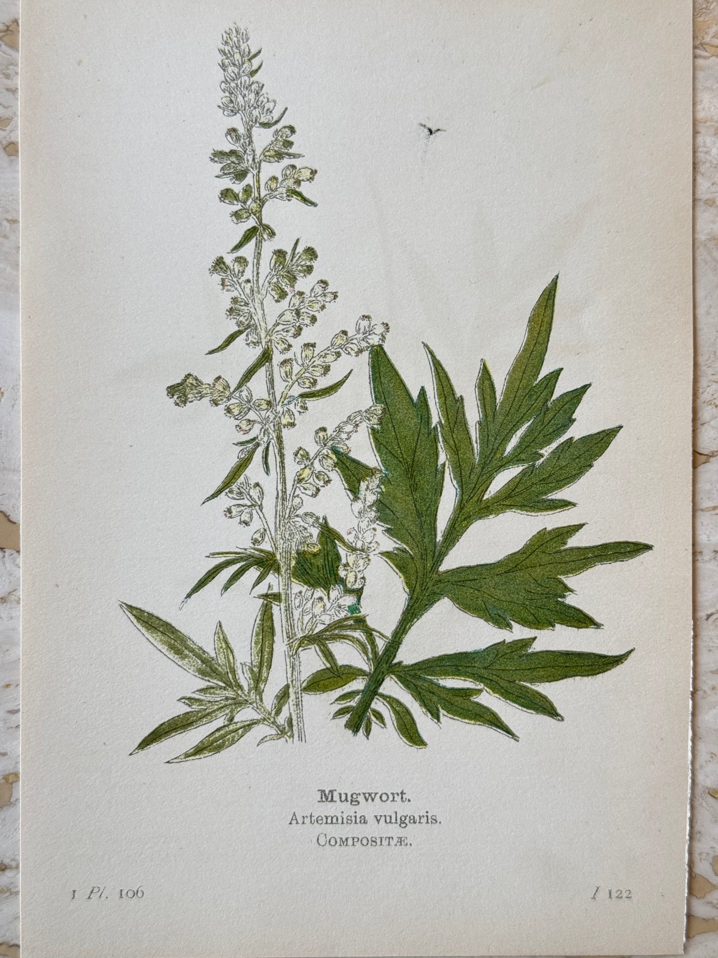 Mugwort Victorian Wildflower Print