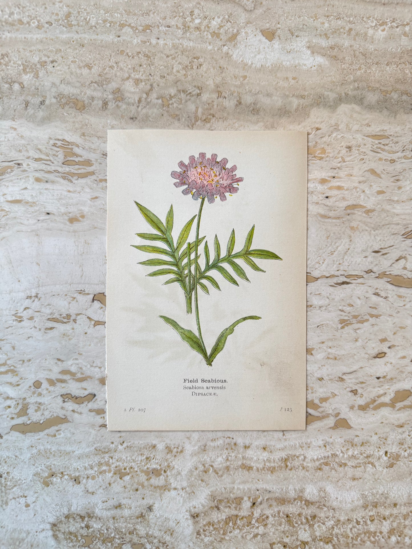 Field Scabious Victorian Wildflower Print