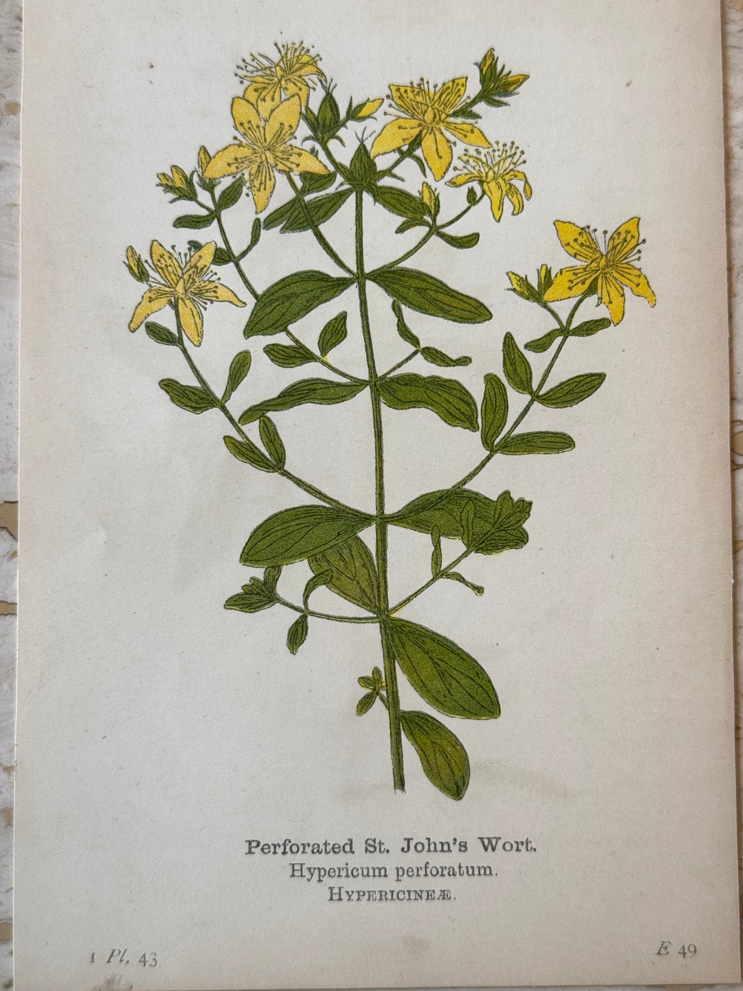 St John's Wort Victorian Wildflower Print