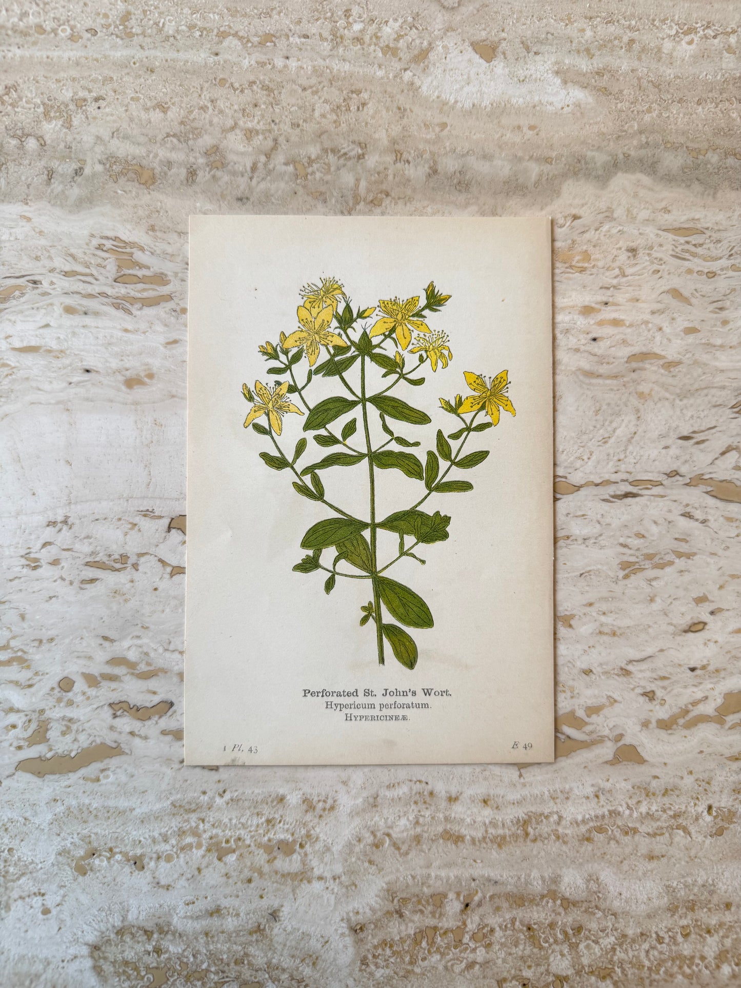 St John's Wort Victorian Wildflower Print