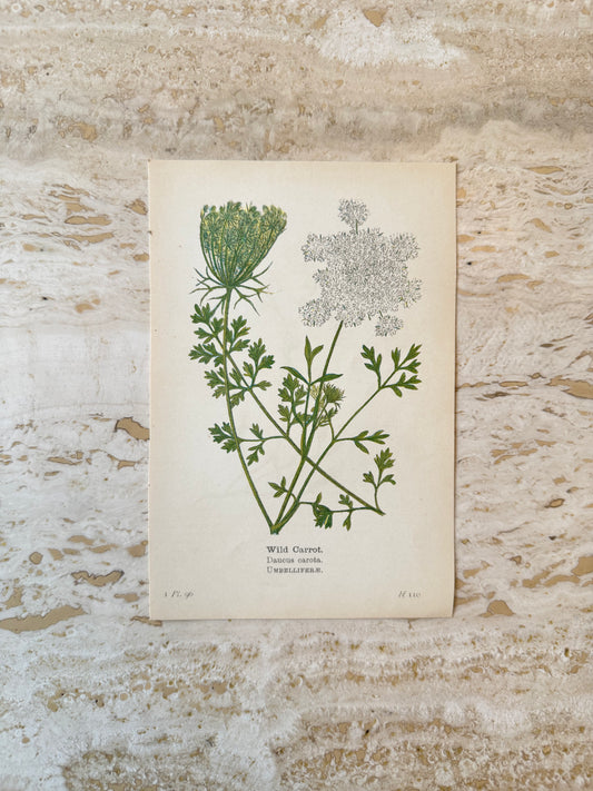 Wild Carrot Victorian Wildflower Print