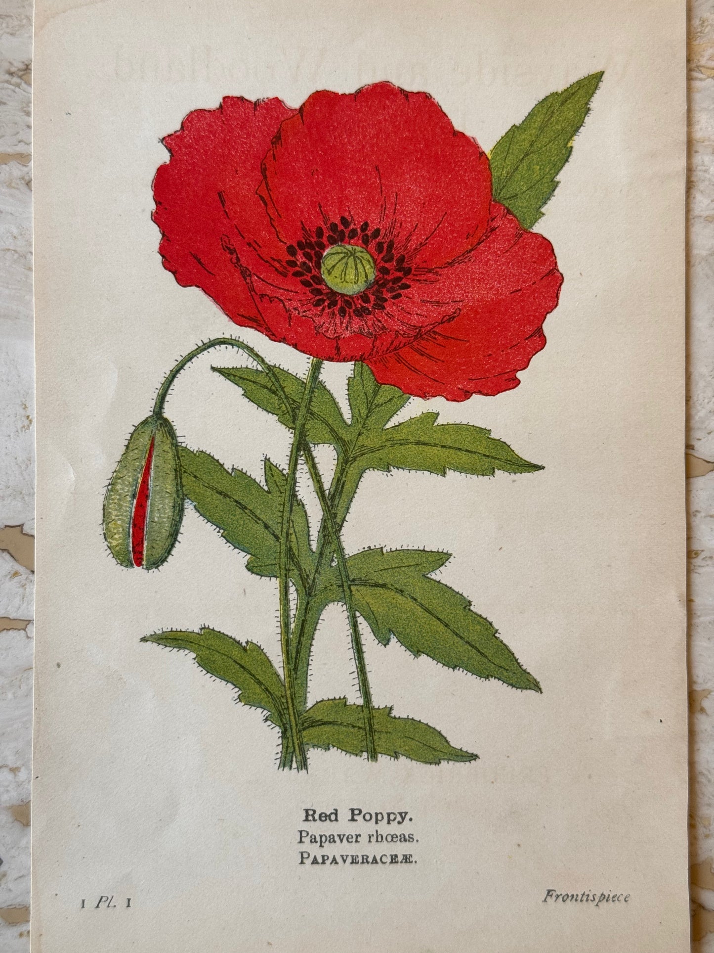 Poppy Victorian Wildflower Print